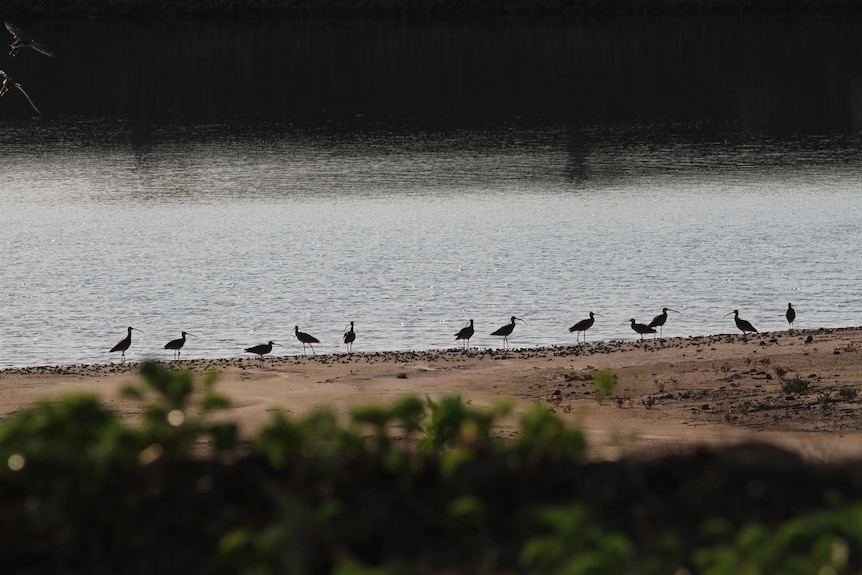 Far Eastern Curlews standing on the shore