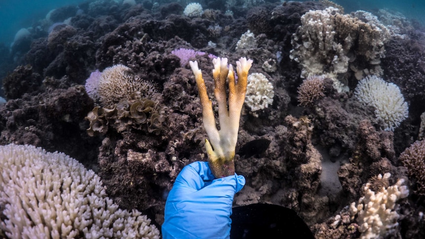 A snorkeller holds a fragment of coral.
