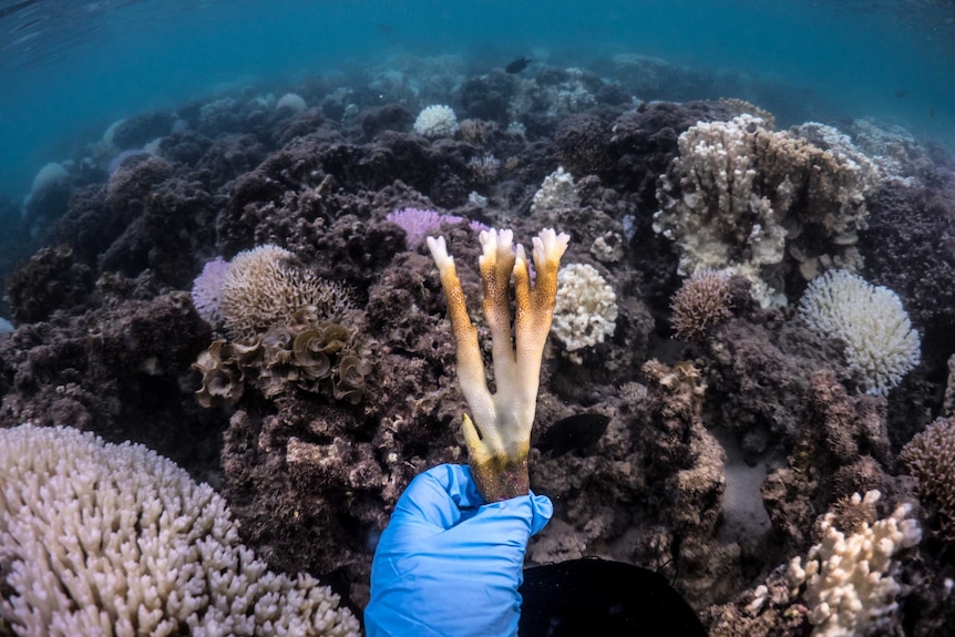 A snorkeller holds a fragment of coral.