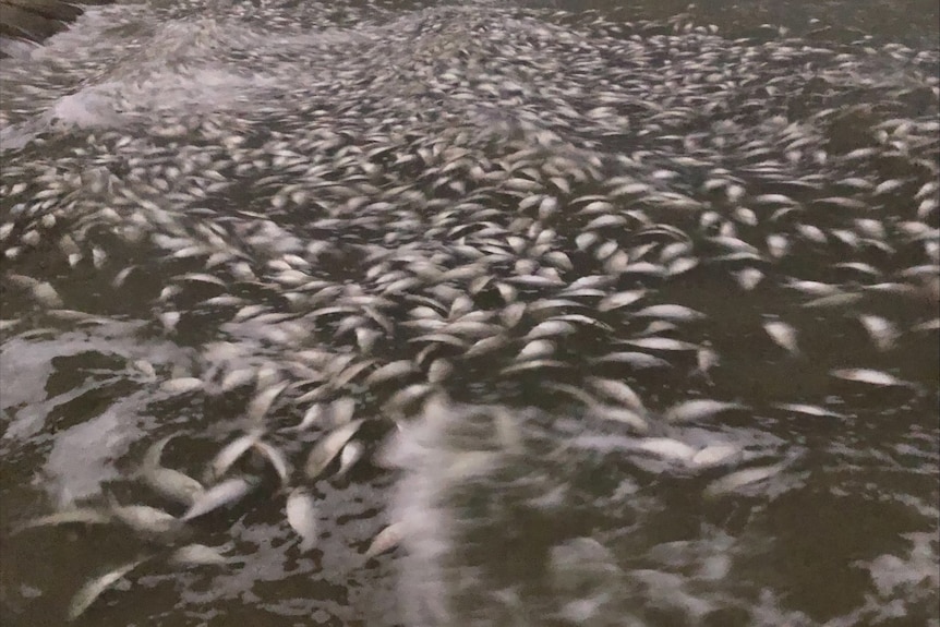 A number of dead fish floating in water at a lake. 