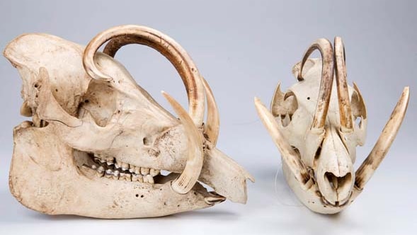 A pair of horned skulls.jpg