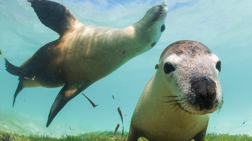 Two seals play near Perth, Western Australia.