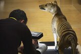 A man using a 3D scanner to take the dimensions of a taxidermied Tasmanian tiger.