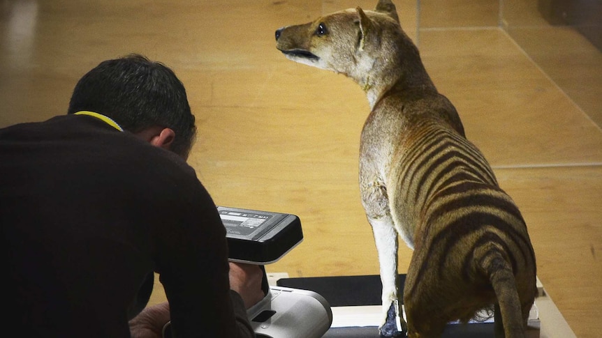 A man using a 3D scanner to take the dimensions of a taxidermied Tasmanian tiger.