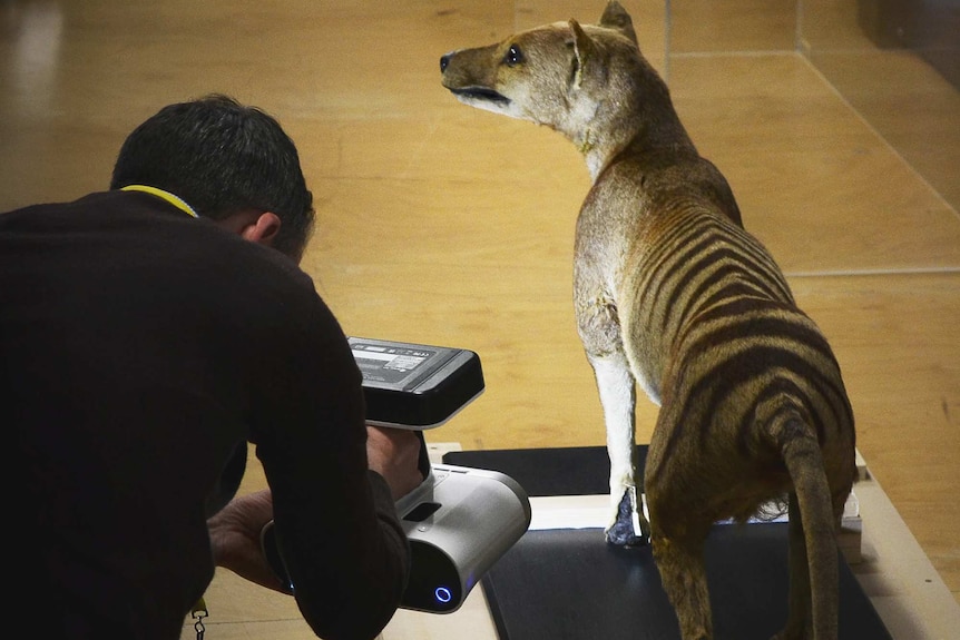 Tasmanian tigers 'much smaller' than previously thought, US PhD student  says - ABC News