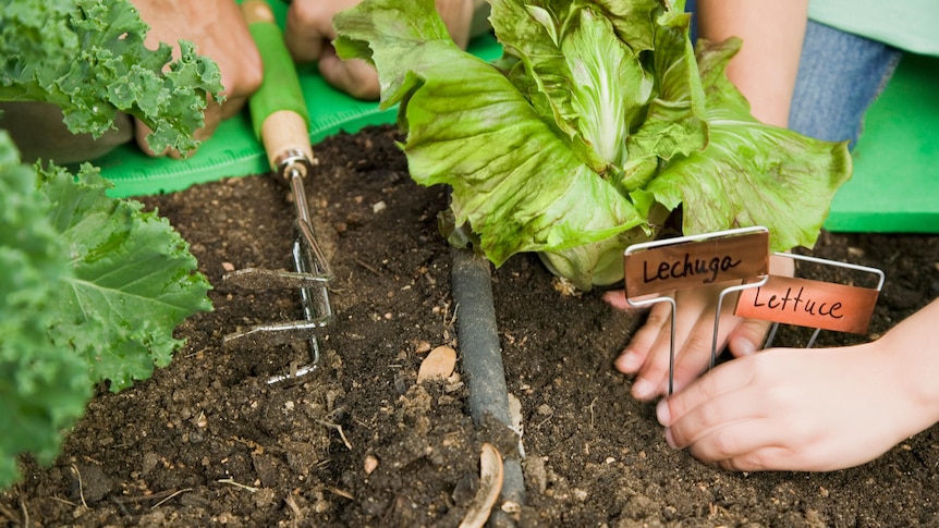 Adult and child's hands planting lettuce in a garden
