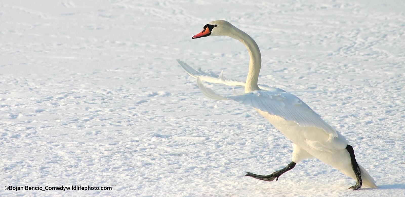 A swan runs across a frozen lake with its wings outstretched. 