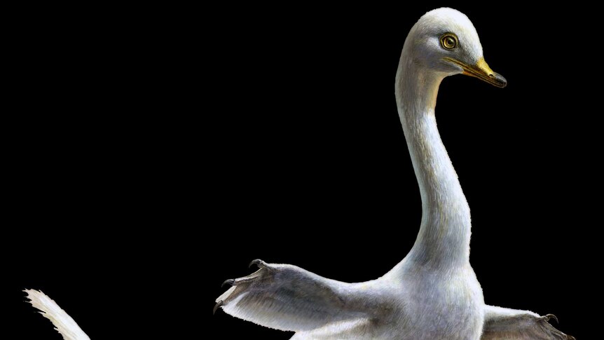 Artist's impression of a white duck dinosaur with small bill, clawed flippers outstretched, long thin tail, and clawed feet.