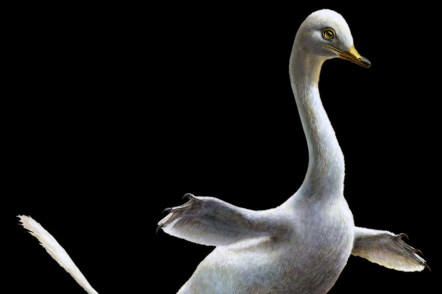 Artist's impression of a white duck dinosaur with small bill, clawed flippers outstretched, long thin tail, and clawed feet.
