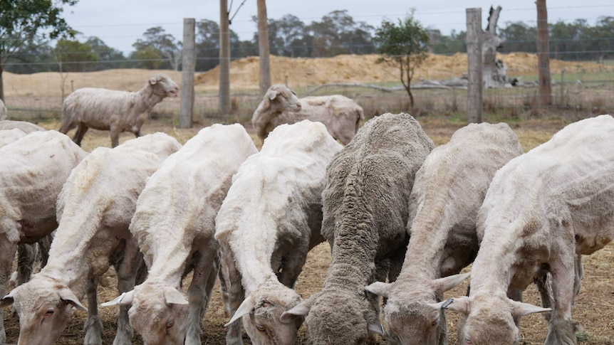 Sheep eating feed from a trough