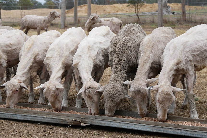 Sheep eating feed from a trough