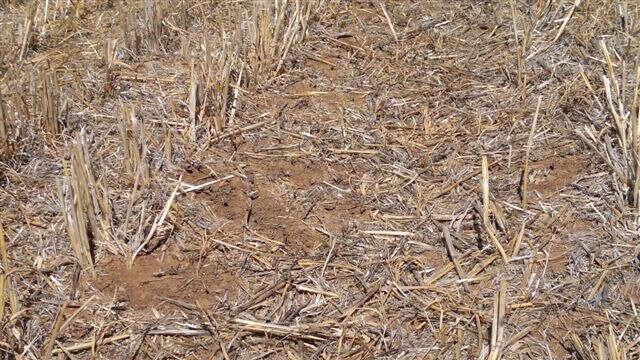 Stubble remaiins after the locusts have fed