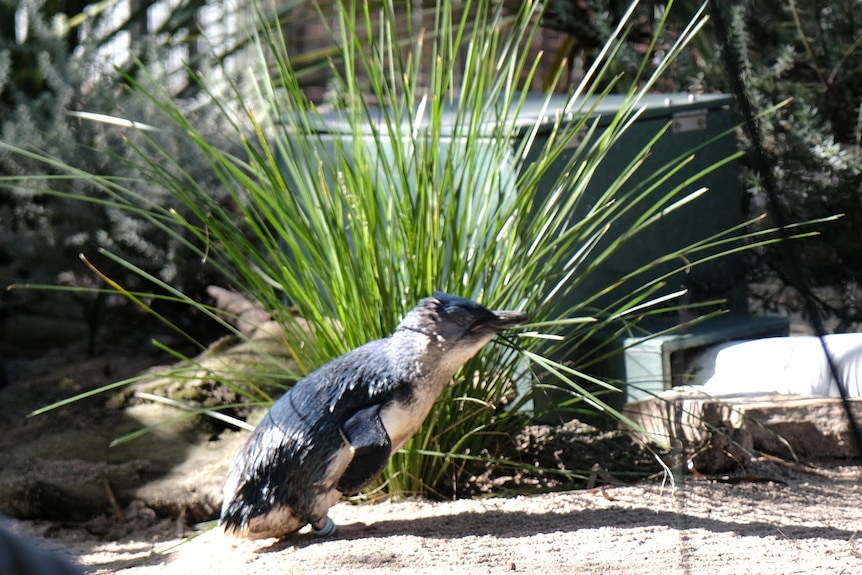 A little penguin in its enclosure.