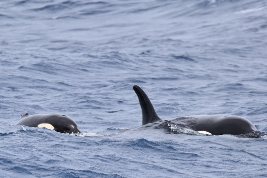 Two killer whales, one with a missing fin, swim next to each other in the dark blue ocean 