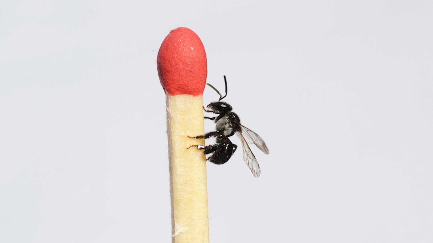 A native bees of eastern Australia on the edge of a matchstick.