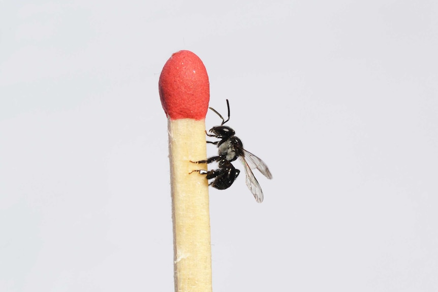 A close up of a bee on a match stick.