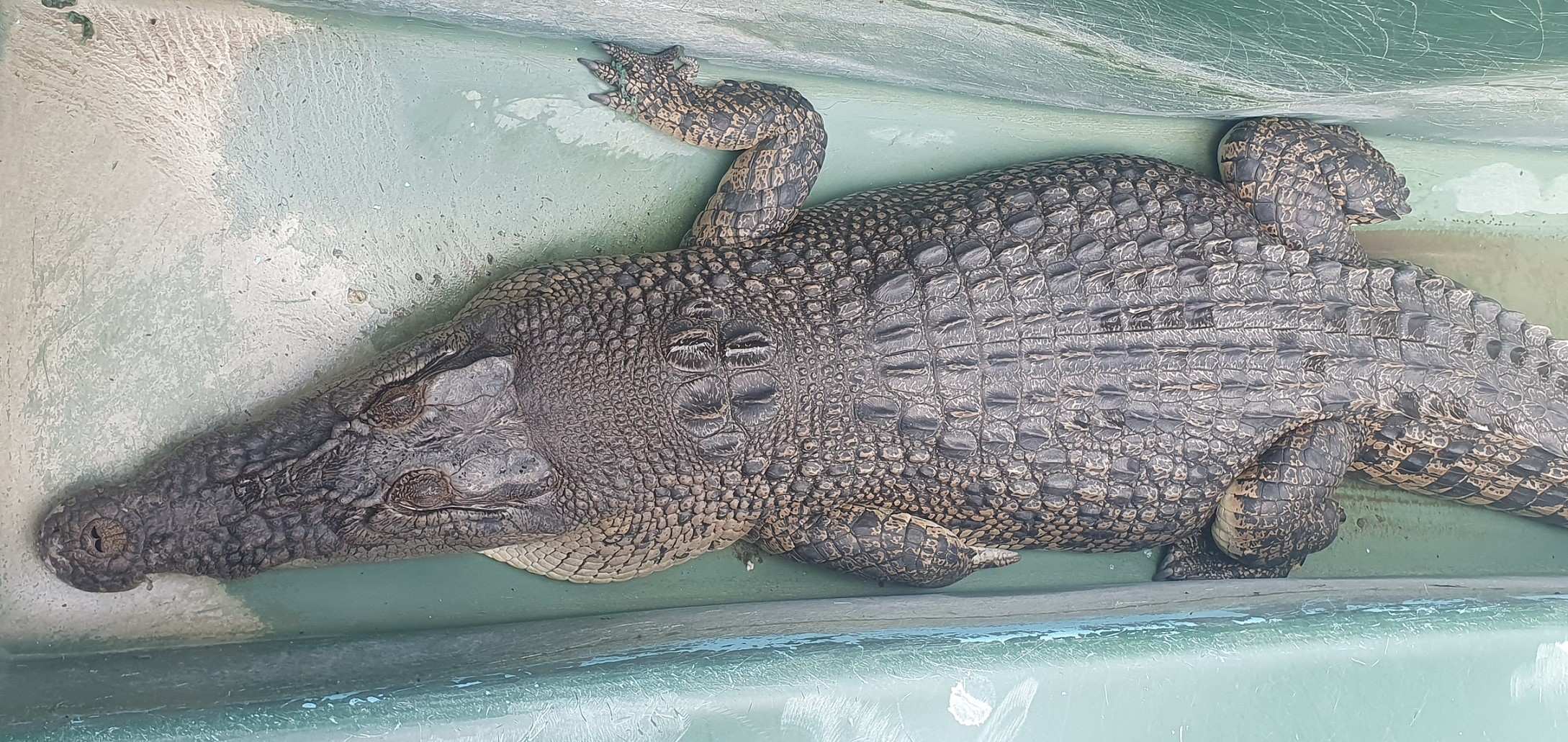 Two men survive crocodile attacks days apart in Far North Queensland