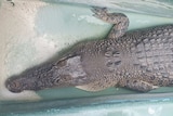 A saltwater crocodile in a temporary pen, as seen from above.