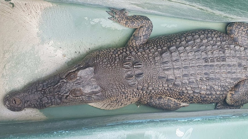 A saltwater crocodile in a temporary pen, as seen from above.