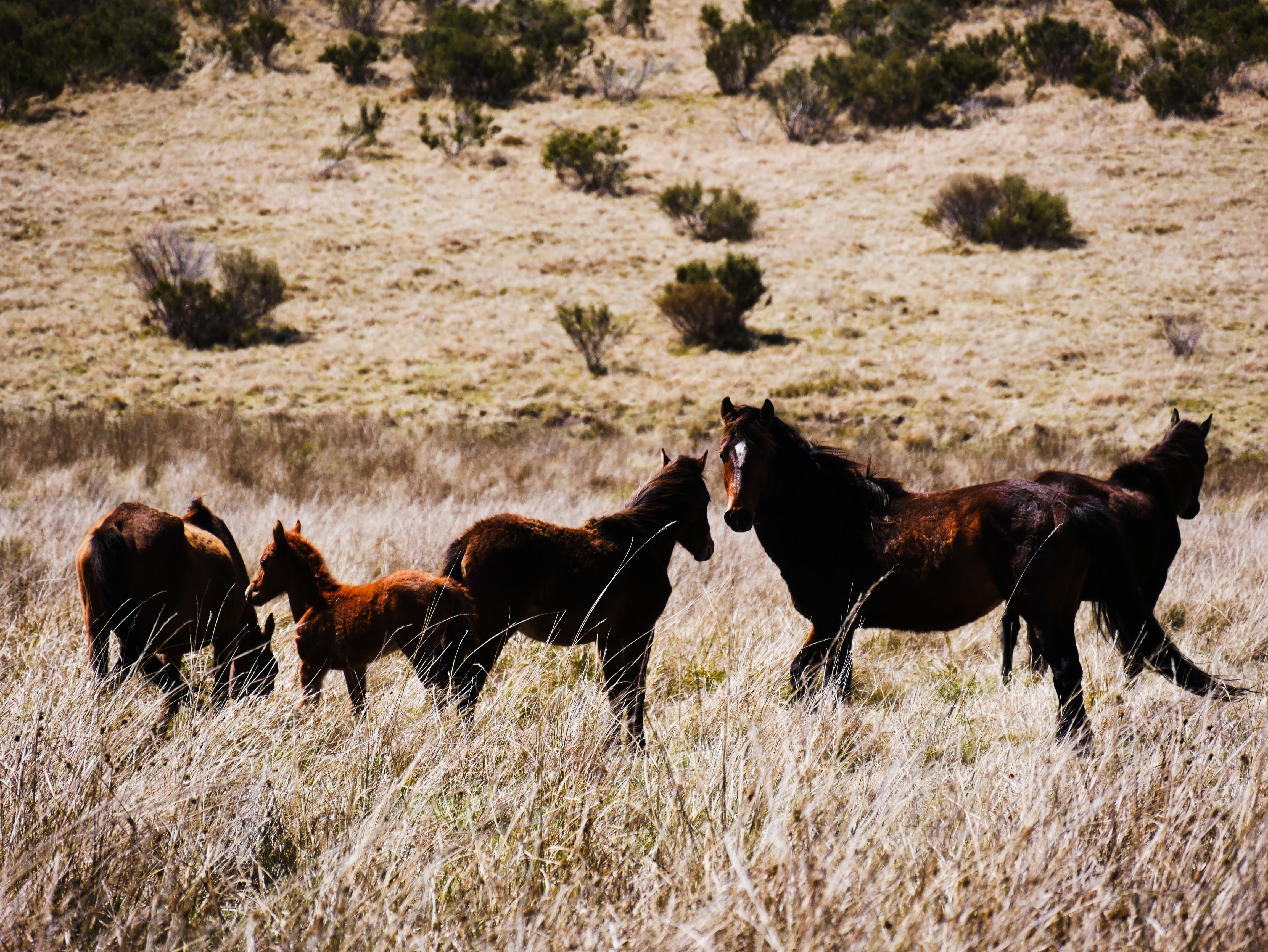 a herd of wild horses standing in the national park