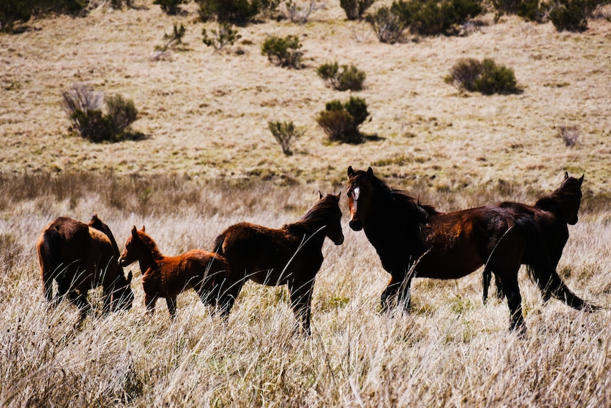 a herd of wild horses standing in the national park