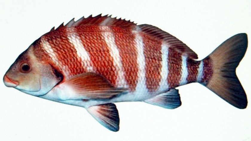 A Banded Morwong