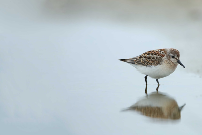 Sanderling