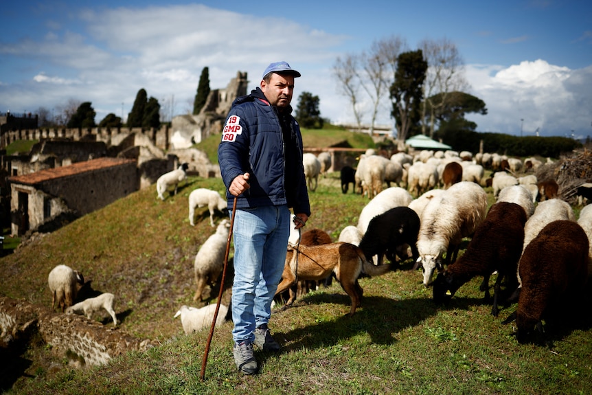 A man in a blue jacket and blue jeans stands on a hillside with a group of grazing sheep.
