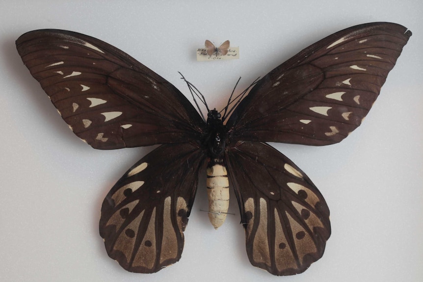 Large brown, beige and black butterfly compared to tiny butterfly above