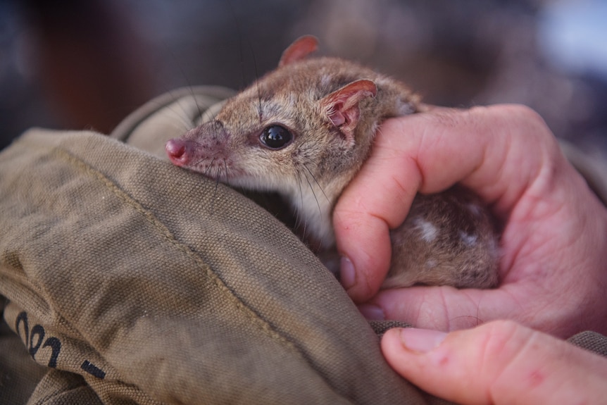 A northern quoll lying on a piece of fabric while being held by someone's hands.
