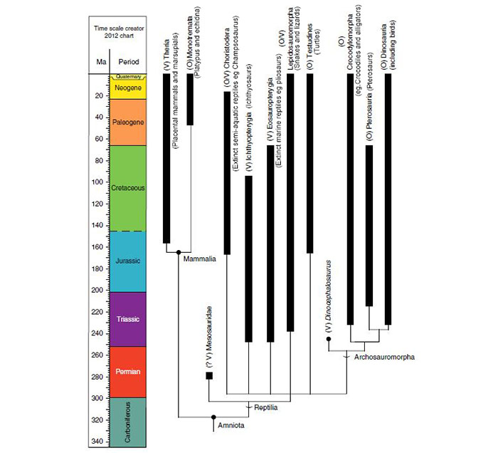 Illustration of evolutionary tree showing how major groups reproduce