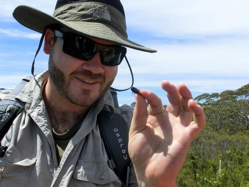 Dr Nathan Emery holding a cicada.