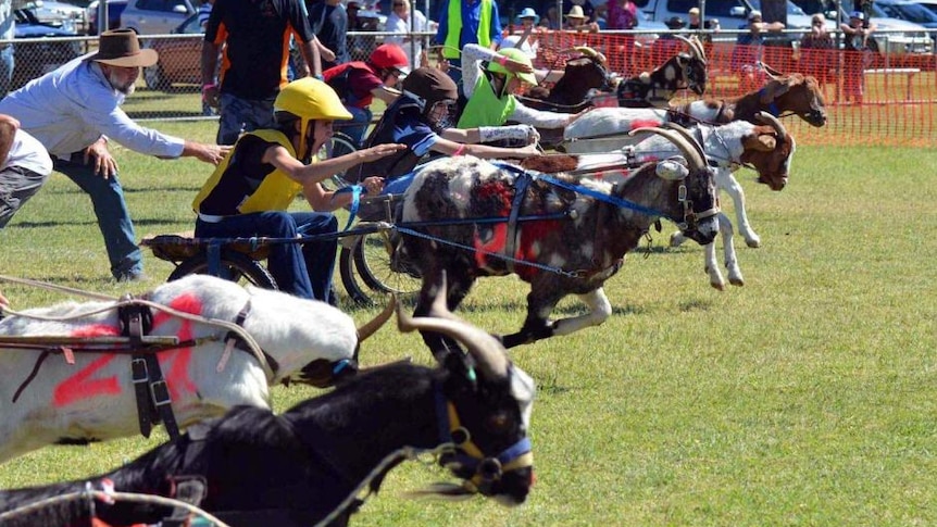 Goat race in Barcaldine