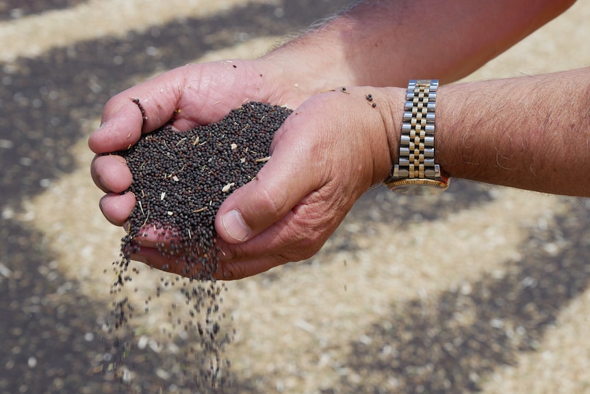 A pair of male hands wearing a steel and gold watch hold canola seeds spilling onto the ground. 