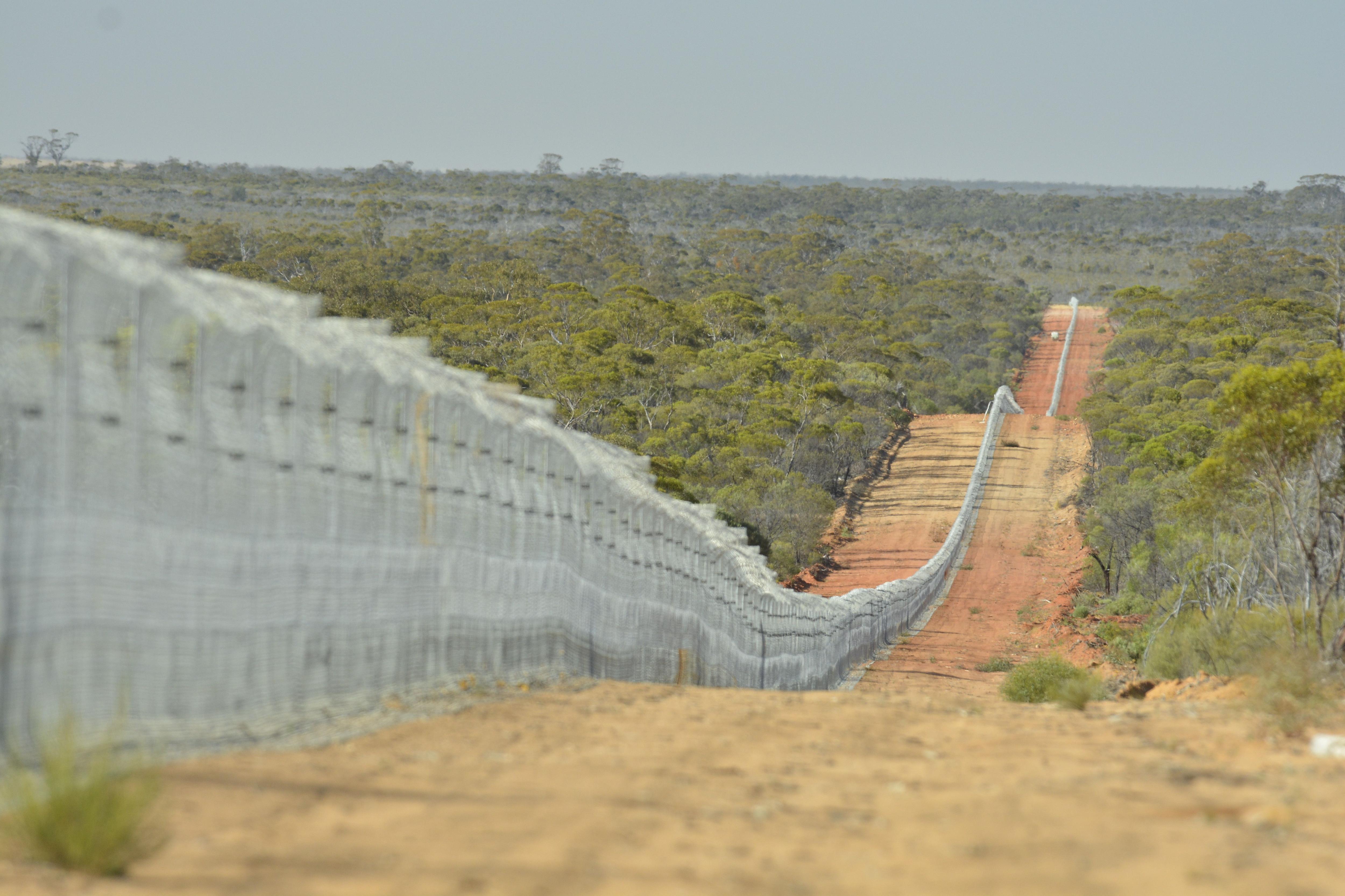 A long, wide fence rolls over hills with bush to the sides 