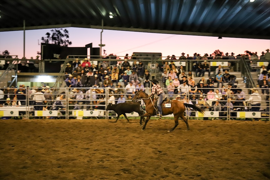 Stockhorse sale