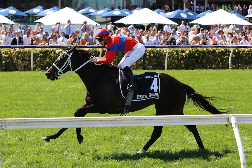 Horse running down the Flemington straight. 