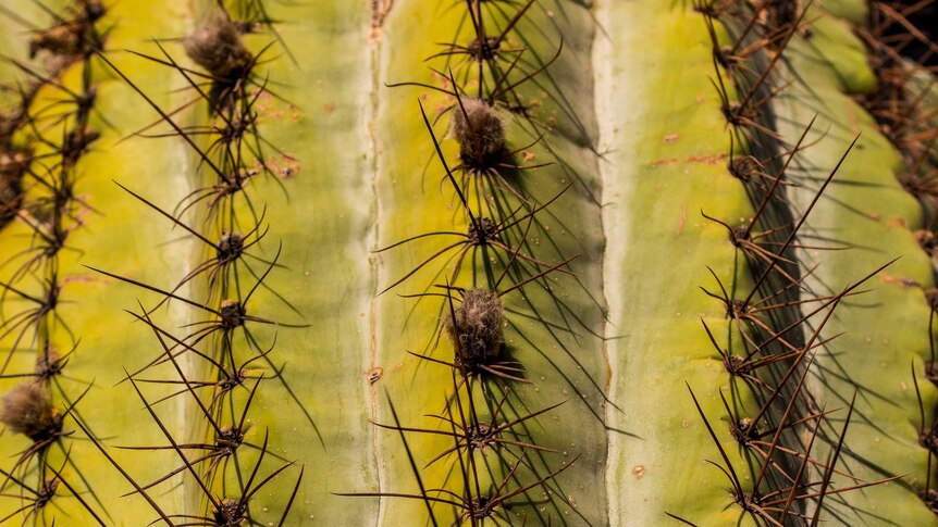 A close-up of a cactus plant.
