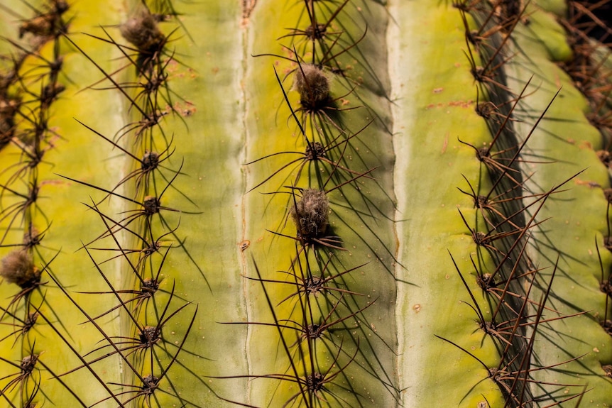 A close-up of a cactus plant.