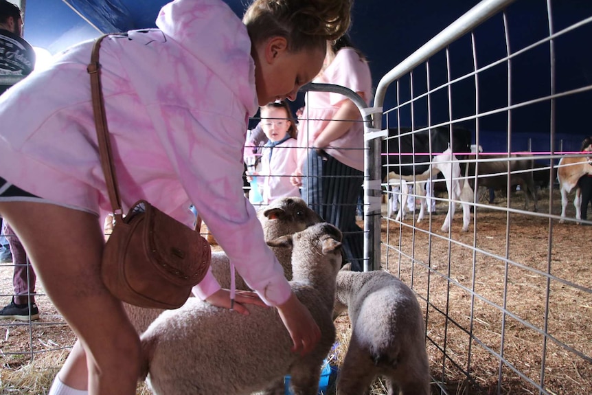 Teenage girl pets lambs in livestock enclosure.