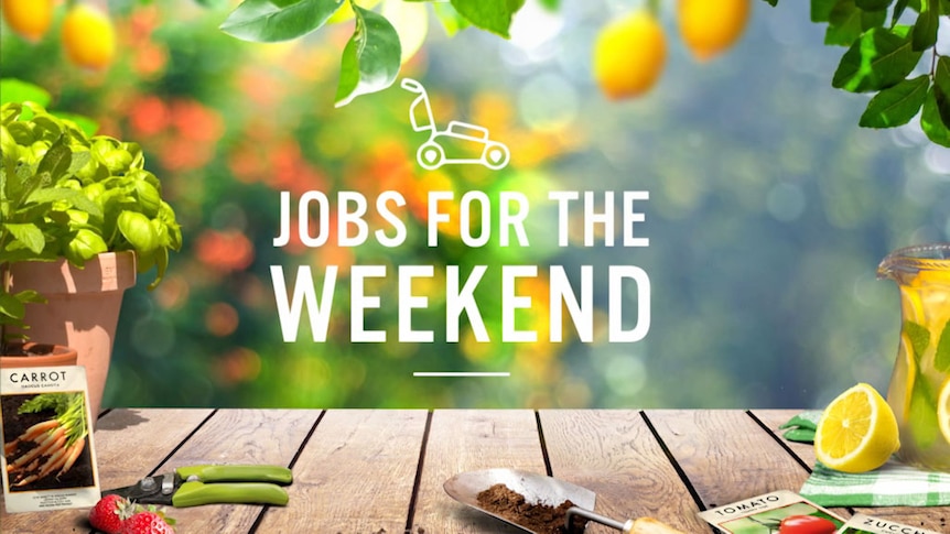 Outdoor tables next to a lemon tree with text 'Jobs for the Weekend.'