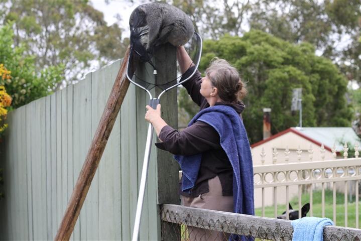 Koala on fence with net over it as woman tries to capture it