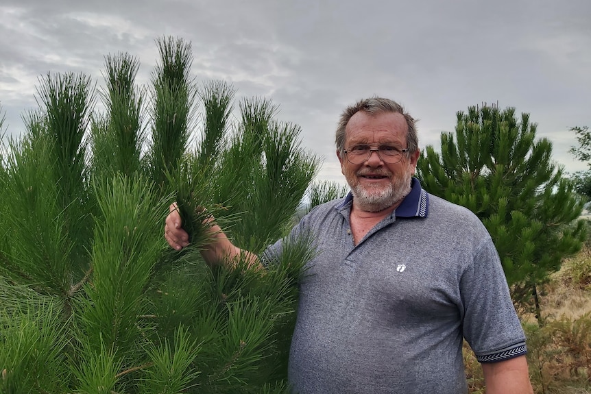 a man stands next to a pine tree