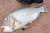 A dead baldchin groper lies on the sand, with a booted foot for scale.