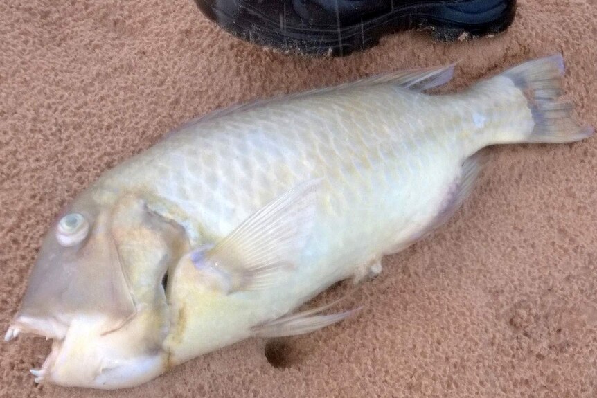 Broome fish kill