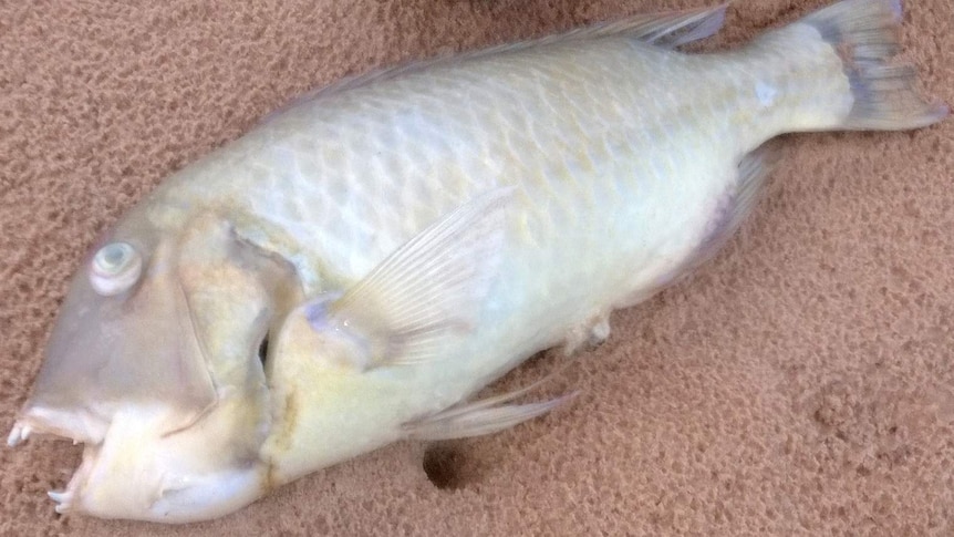Broome fish kill