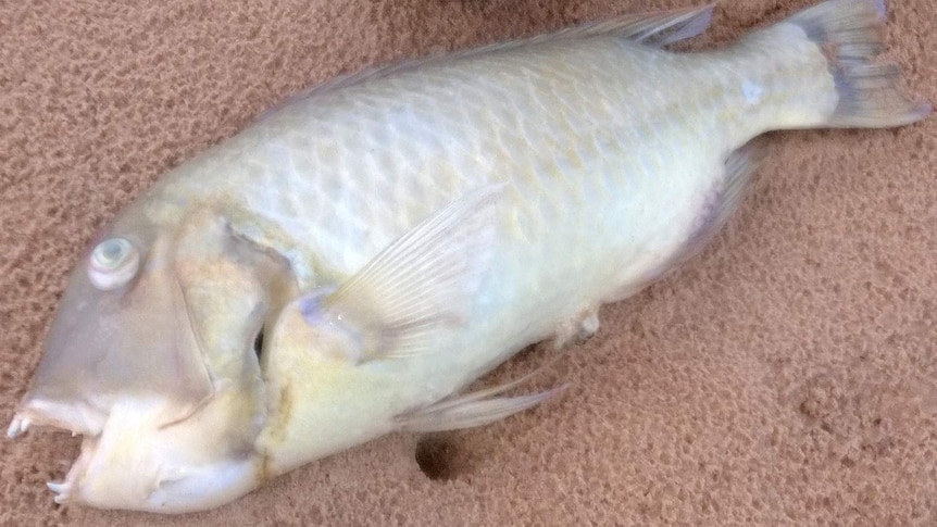 A dead baldchin groper lies on the sand, with a booted foot for scale.