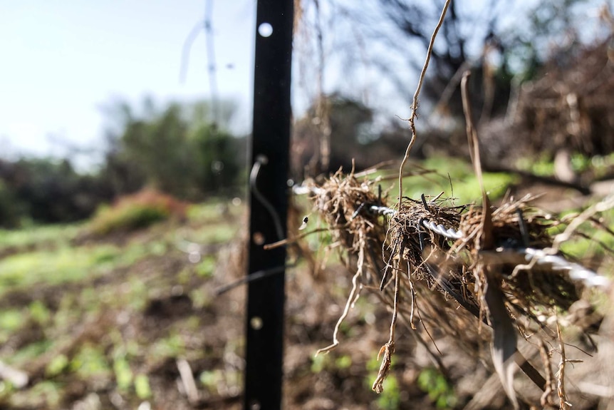 A fence at Silver Hills, Richmond, shows the extent of the flood fencing to be done in the region.