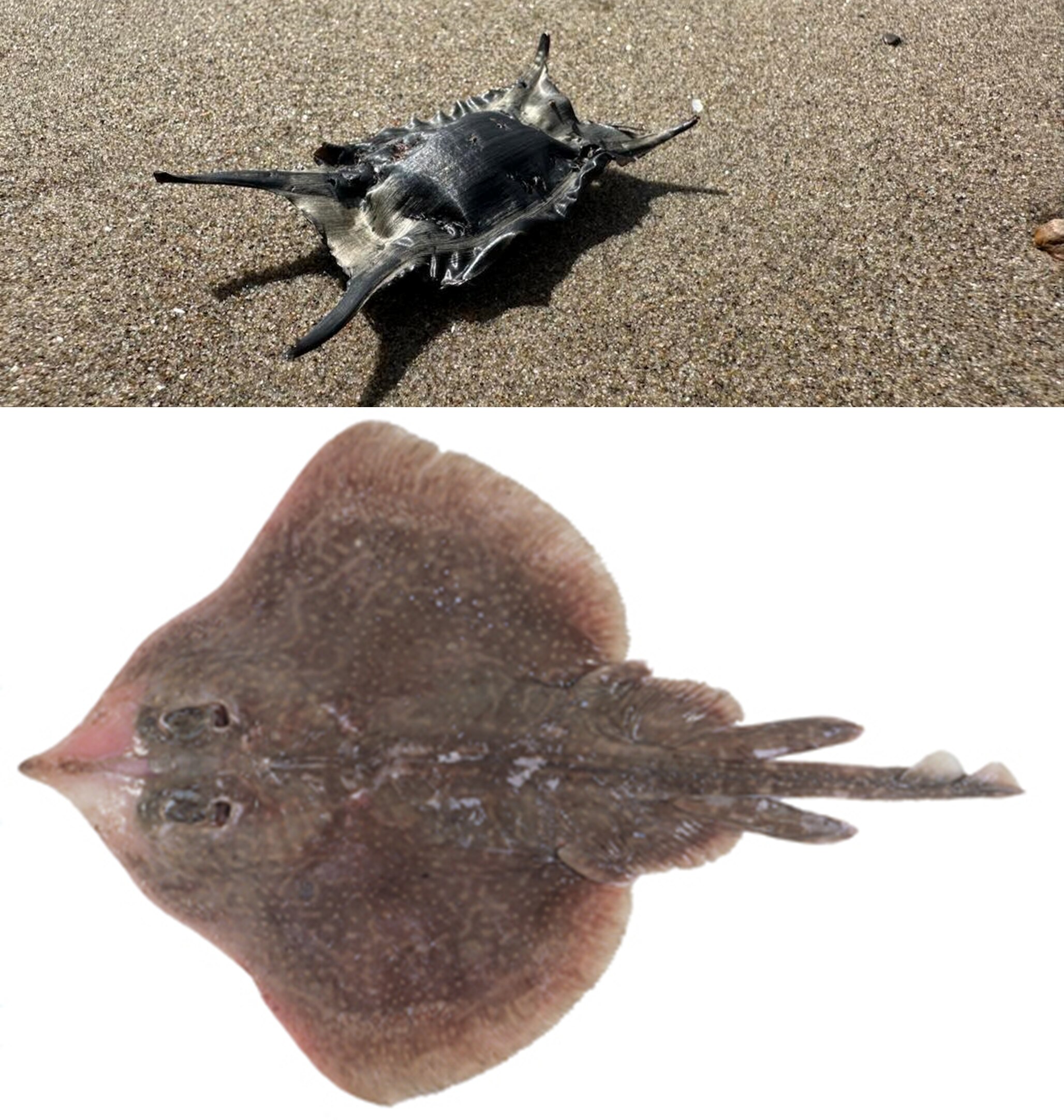 Pictuire of an eggcase on beach and picture of dead skate from above