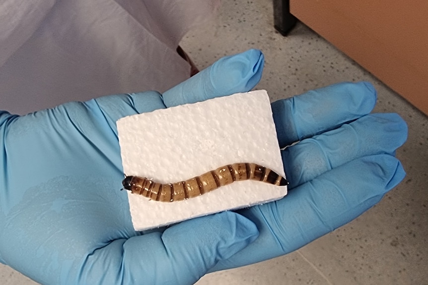'Superworm' on polystyrene square in a researcher's hand 